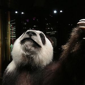 Li Li, Giant panda (Ailuropoda melanoleuca); November 24th 2018