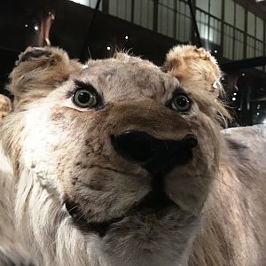 Cape lion (Panthera leo melanochaita); November 24th 2018