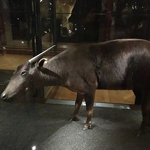 Lowland anoa (Bubalus depressicornis); November 24th 2018