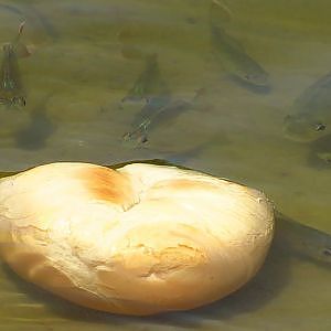 Fish Feeding Frenzy - YouTube