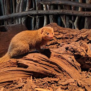 Mongoose Zoo Praha 2018