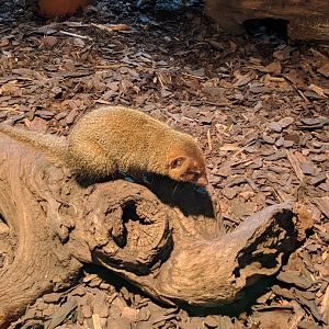 Mongoose Zoo Praha 2018