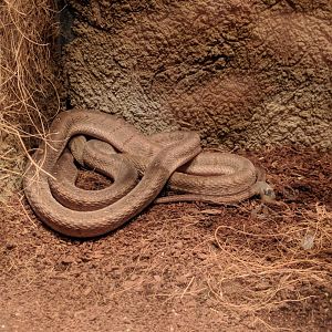 Snake ID Zoo Praha 2018