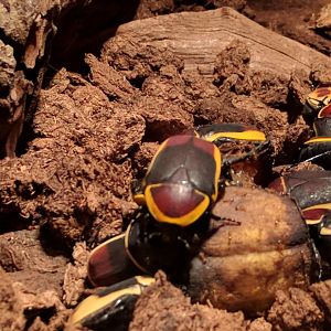 Congo Flower Beetle Zoo Praha 2018
