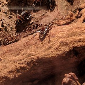 Crickets Zoo Praha 2018