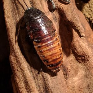 Madagascar Giant Hissing Coocroach Zoo Praha 2018