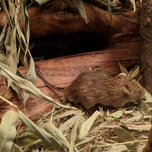 Rodent ID Zoo Praha 2018