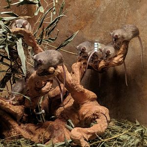 Mice ID Zoo Praha 2018