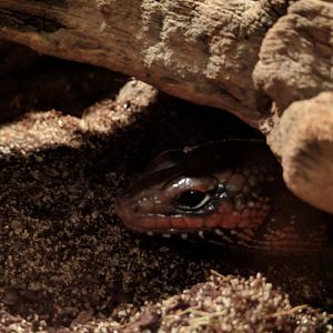 Lizzard ID Zoo Praha 2018