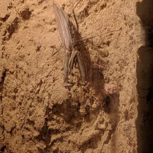 Praying Mantis Zoo Praha 2018