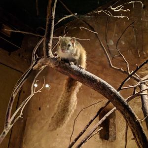 Squirrel Zoo Praha 2018
