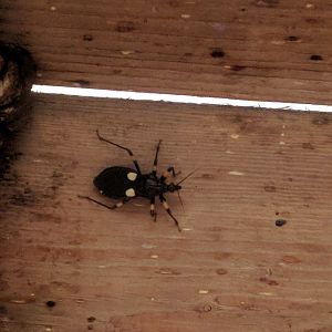 Assasin Bug Zoo Praha 2018