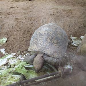 Tortoise ID Zoo Praha 2018