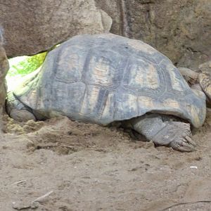 Tortoise Zoo Praha 2018
