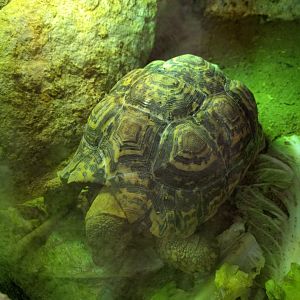 Tortoise Zoo Praha 2018