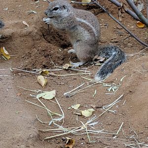 Ground Squirrel Zoo Praha 2018