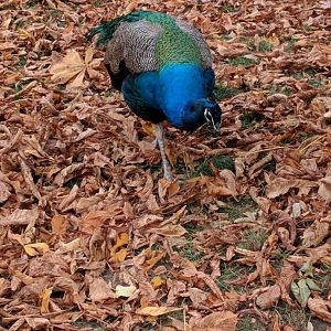 Freeroaming Blue Indian Peafowl Zoo Praha 2018