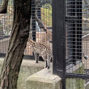 Cat Zoo Praha 2018