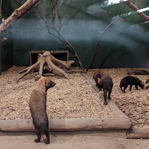 Bush Dogs Zoo Praha 2018