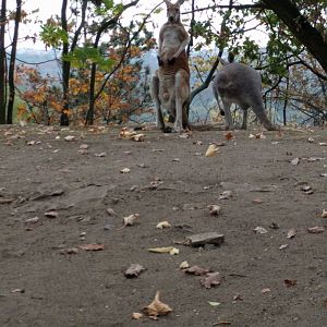Red Kangaroos Zoo Praha 2018