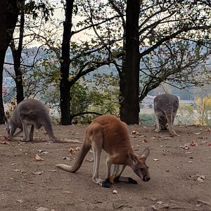 Red Kangaroo Zoo Praha 2018