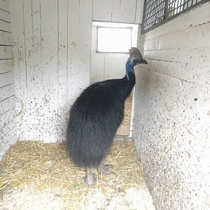 Southern Cassowary Zoo Praha 2018