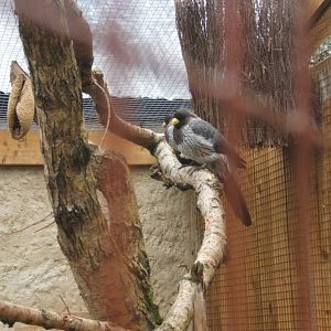 Western Grey Plantain Eater 10/09/2017