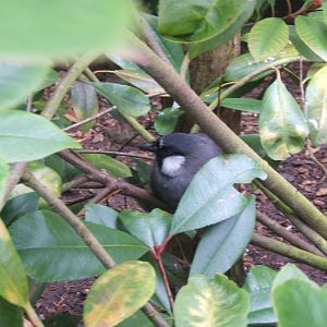 Black-throated Laughing Thrush 10/09/2017