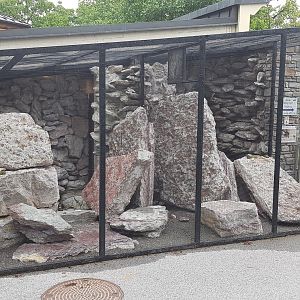 Wallcreeper (Tichodroma muraria) aviary