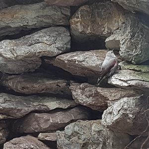 Wallcreeper (Tichodroma muraria)