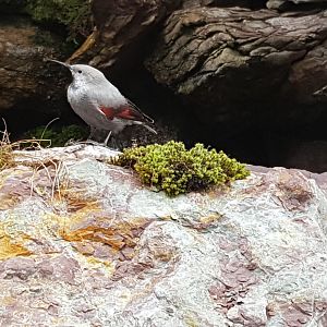 Wallcreeper (Tichodroma muraria)