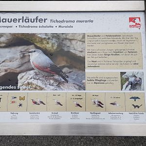 Wallcreeper (Tichodroma muraria)
