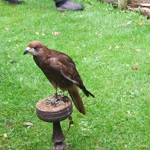 Mountain Caracara 10/09/2017