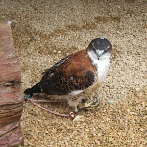 Red-backed Hawk 10/09/2017