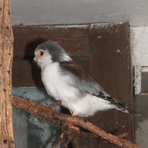 Pygmy Falcon 10/09/2017