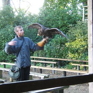 Young Bateleur about to be flown 10/09/2017
