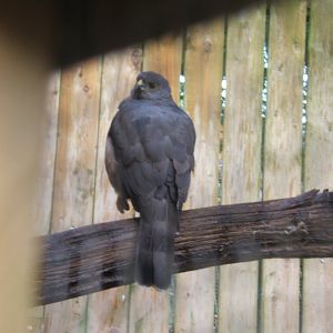 African Goshawk 10/09/2017