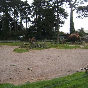 View of Bactrian Camel enclosure 16/09/2017