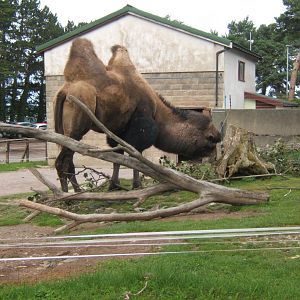 Bactrian Camel and House 16/09/2017