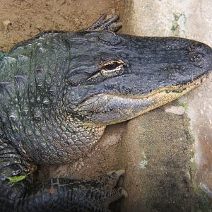 American Alligator 16/09/2017