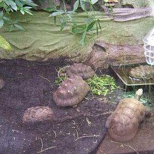 Red-footed Tortoise 16/09/2017