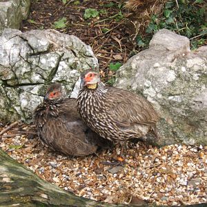 Yellow-necked Spurfowl 16/09/2017