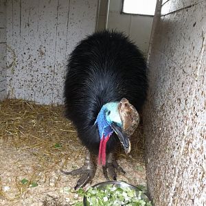 Southern Cassowary Zoo Praha 2018