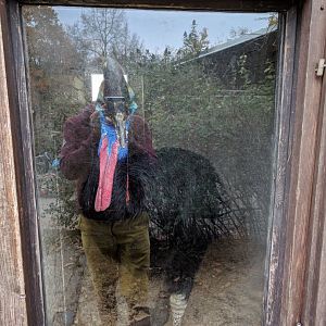 Southern Cassowary Zoo Praha 2018