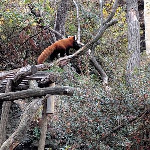 Red Panda Enclosure Zoo Praha 2018