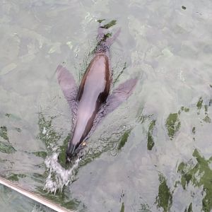African Fur Seal Zoo Praha 2018