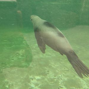 African Fur Seal Zoo Praha 2018