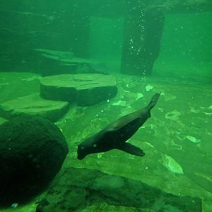 African Fur Seal Zoo Praha 2018