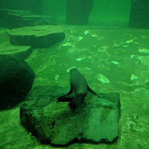 African Fur Seal Zoo Praha 2018