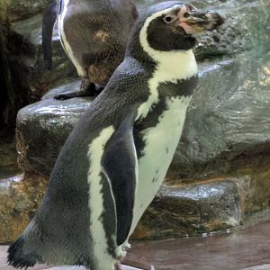 Humboldt Penguin Zoo Praha 2018